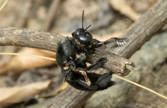 Xylocopa perforator