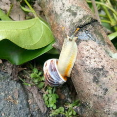 Amphidromus perversus