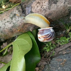 Amphidromus perversus