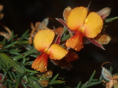 Jacksonia hakeoides