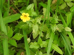 Erythranthe szechuanensis