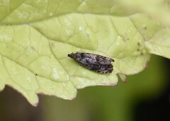 Endothenia ustulana
