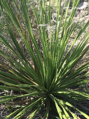 Dasylirion texanum