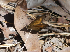 Hypocysta irius