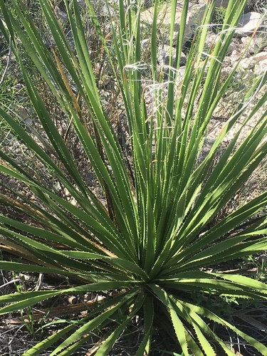 Dasylirion texanum
