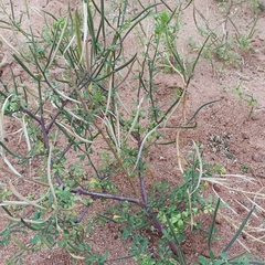 Cleome viscosa