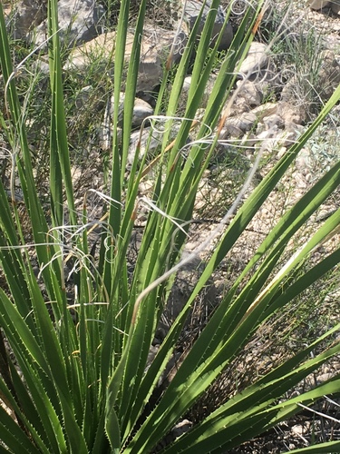 Dasylirion texanum