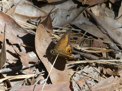 Hypocysta irius