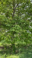 Aesculus hippocastanum