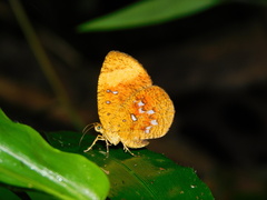Callidula attenuata