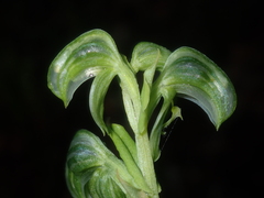Pterostylis vittata