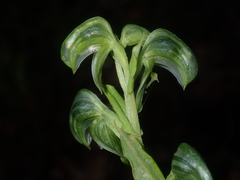 Pterostylis vittata