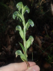 Pterostylis vittata