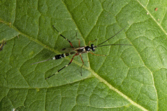 Leptobatopsis indica