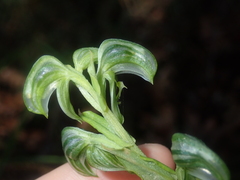 Pterostylis vittata