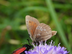 Erebia bubastis