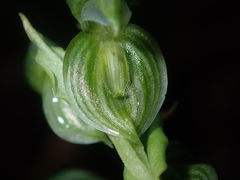 Pterostylis vittata