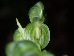 Pterostylis vittata