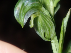 Pterostylis vittata