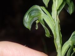 Pterostylis vittata