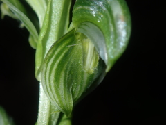 Pterostylis vittata
