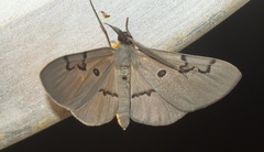 Hypochrosis subrufa