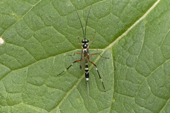 Leptobatopsis indica