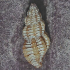 Cyrillia linearis