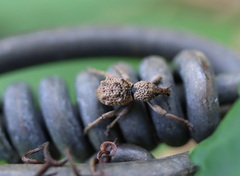 Leptopius tetraphysodes