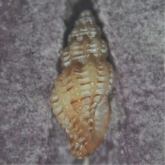 Cyrillia linearis