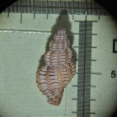 Cyrillia linearis