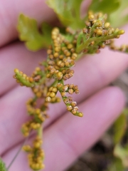Botrychium lanceolatum image