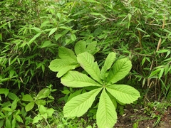 Rodgersia aesculifolia
