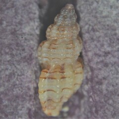 Cyrillia linearis