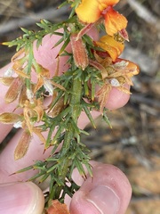 Jacksonia hakeoides