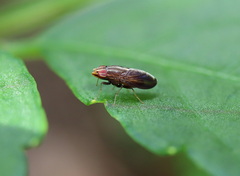 Cephaloconus cyprinus