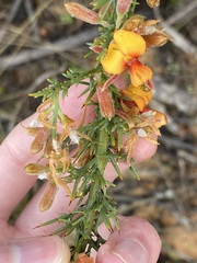 Jacksonia hakeoides