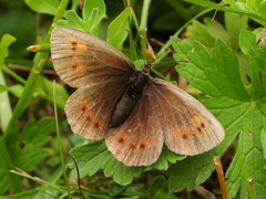 Erebia bubastis