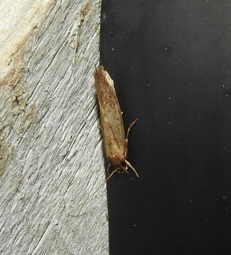 Detritus Moth