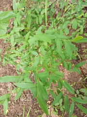 Magnoliopsida