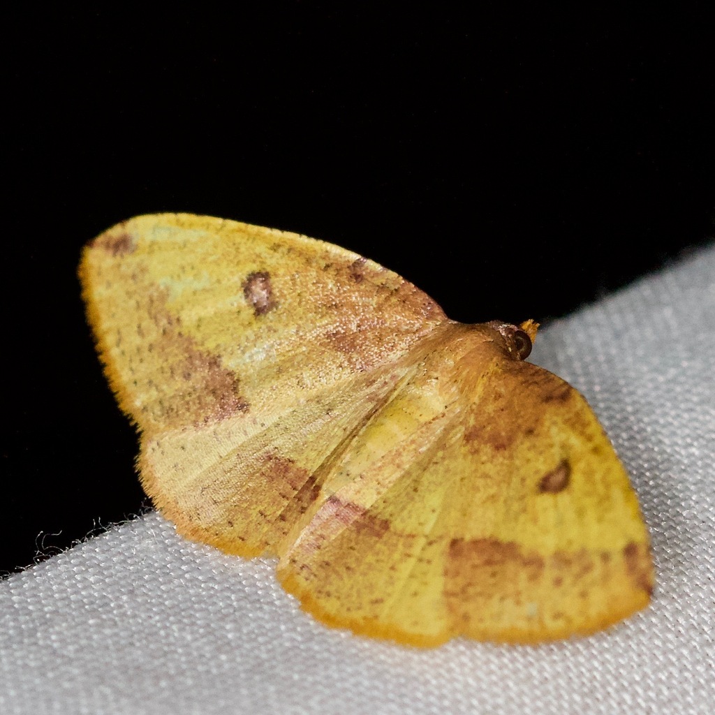 Heterolocha