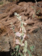 Onobrychis hypargyrea