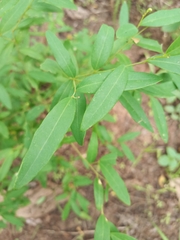 Magnoliopsida
