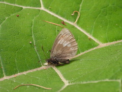 Erebia bubastis