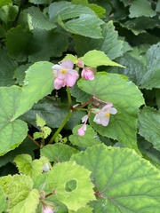 Begonia grandis