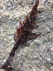 Prionitis lanceolata