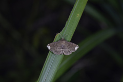 Adrapsa quadrilinealis