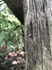 Pyrops watanabei