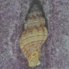 Cyrillia linearis