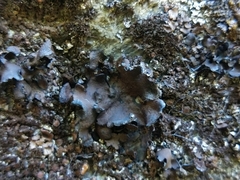 Umbilicaria polyphylla